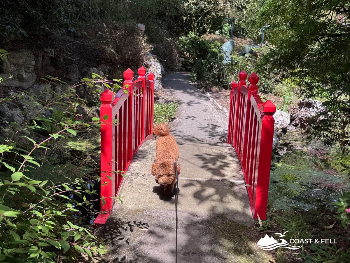 Maple getting carried around the gardens at Compton Acres, thoroughly enjoying the rest