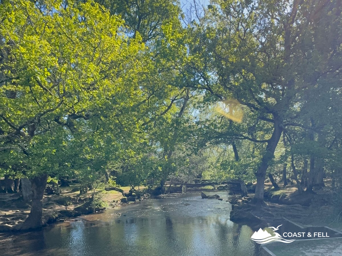 Sunlit Ober Water with a small weir and oak canopy, New Forest