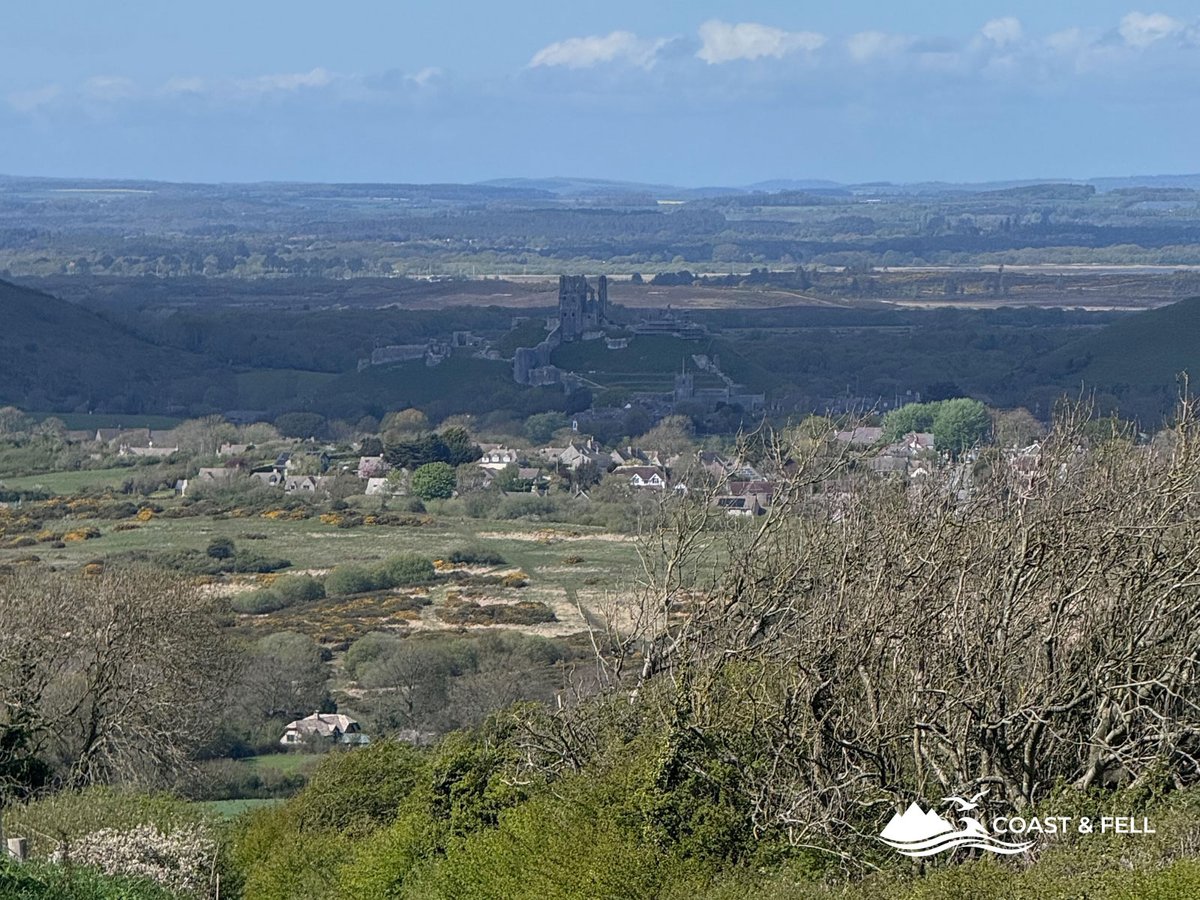 Corfe Castle viewed from the Purbeck ridge on the return leg, sitting in the gap between the hills with Poole Harbour heathland beyond