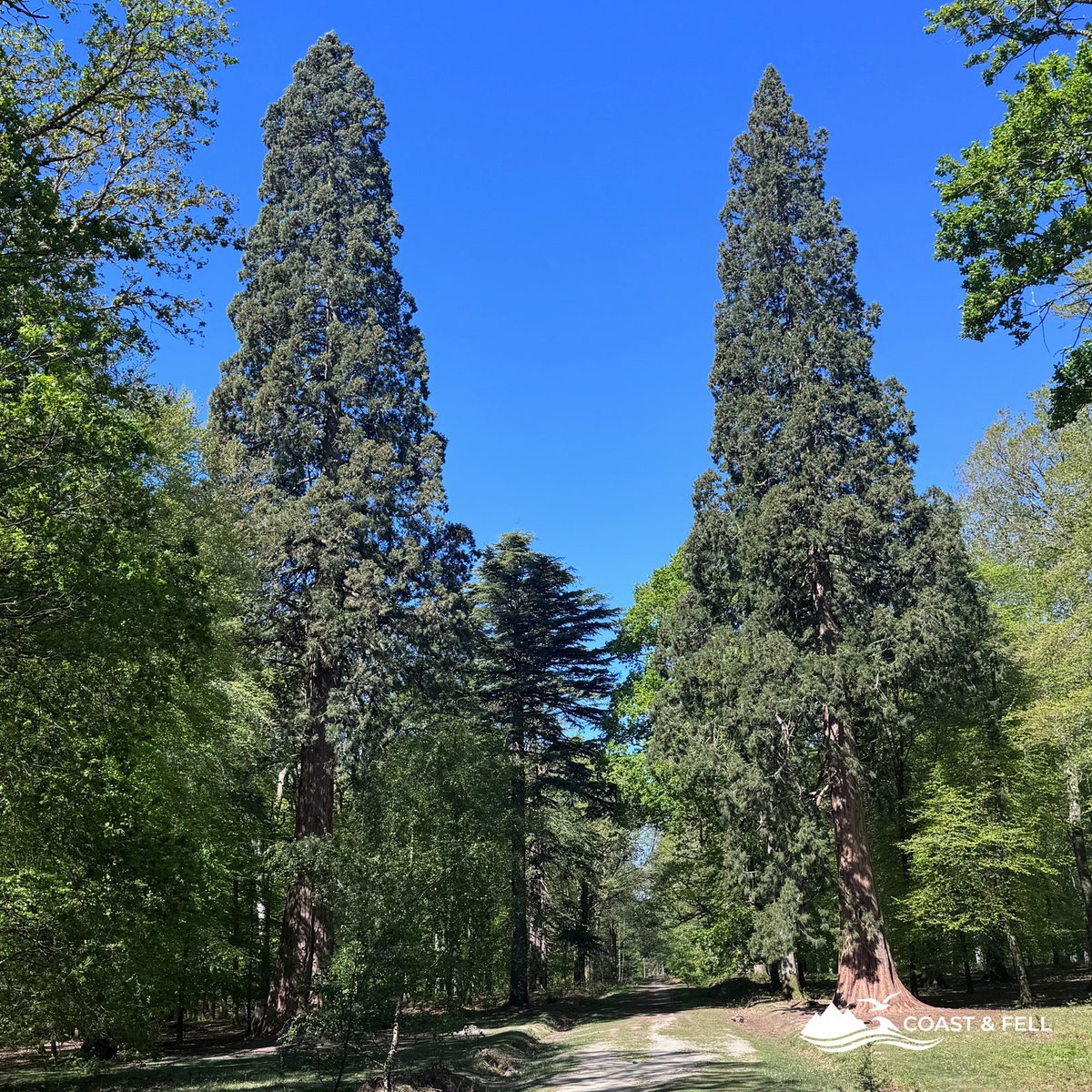 Two giant sequoia trees either side of a gravel track on Rhinefield Ornamental Drive, New Forest