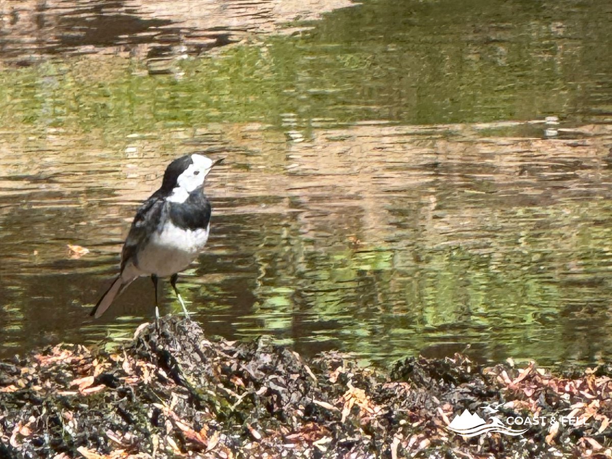 Pied wagtail perched on a stick in the middle of the Ober Water river, New Forest