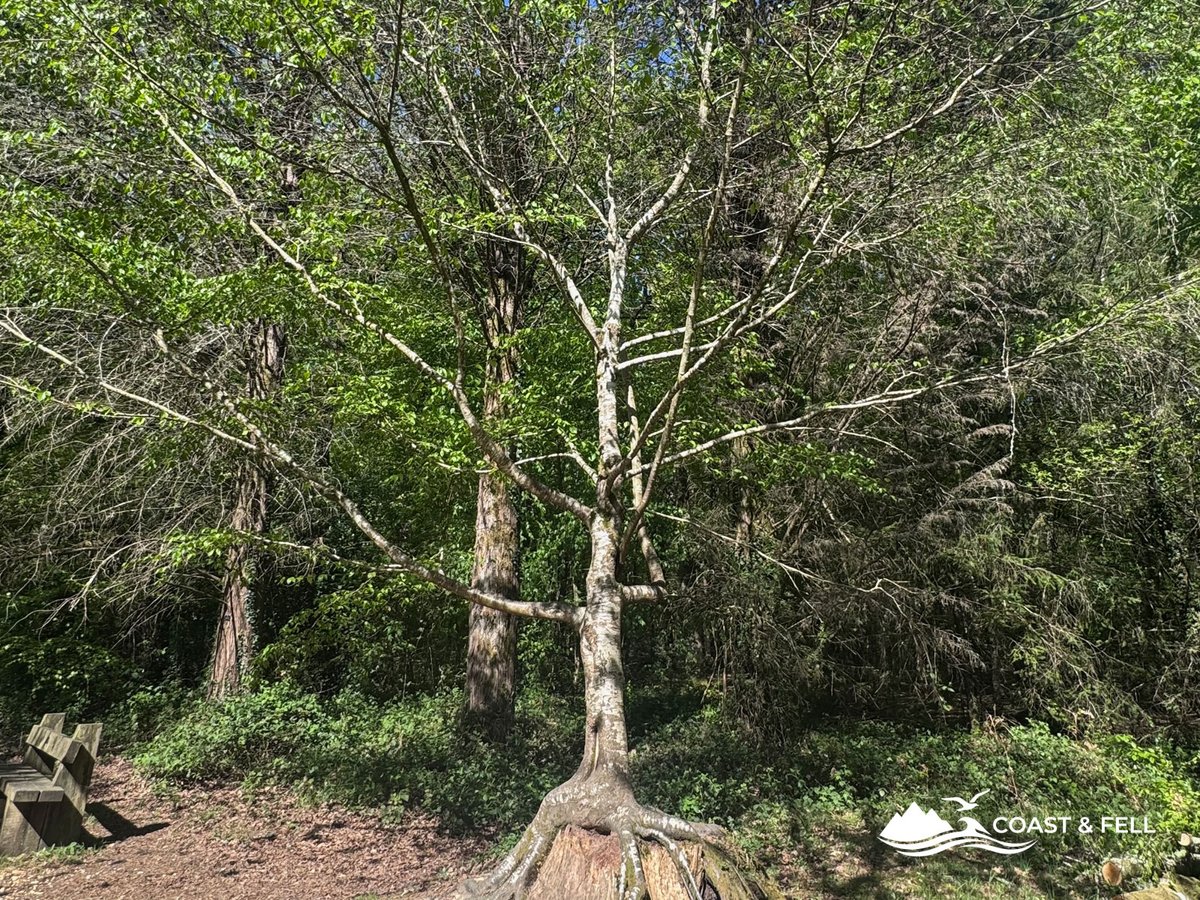 New tree growing from the base of an old cut stump, with bench visible in background, Blackwater Arboretum