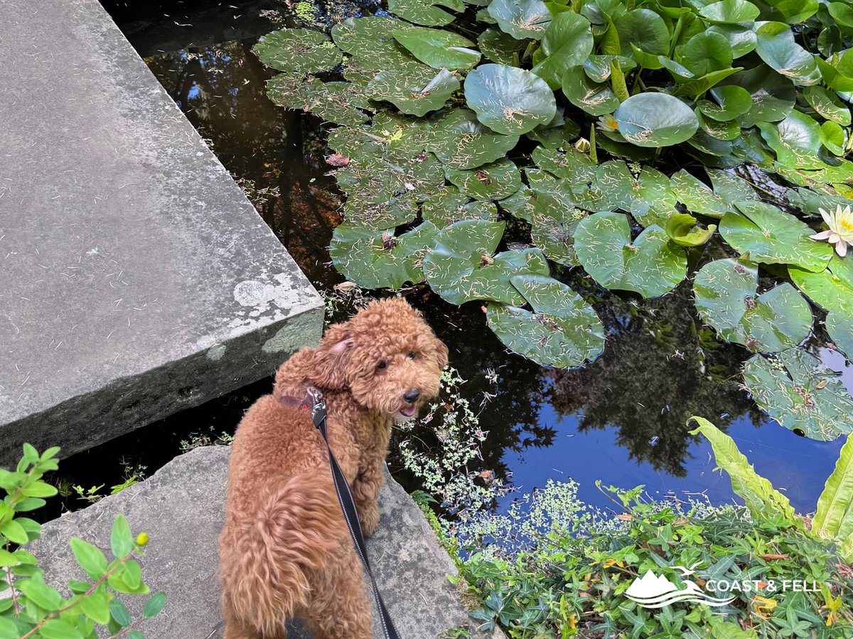 Maple in the gardens at Compton Acres: 7 months old and working up to bigger hikes