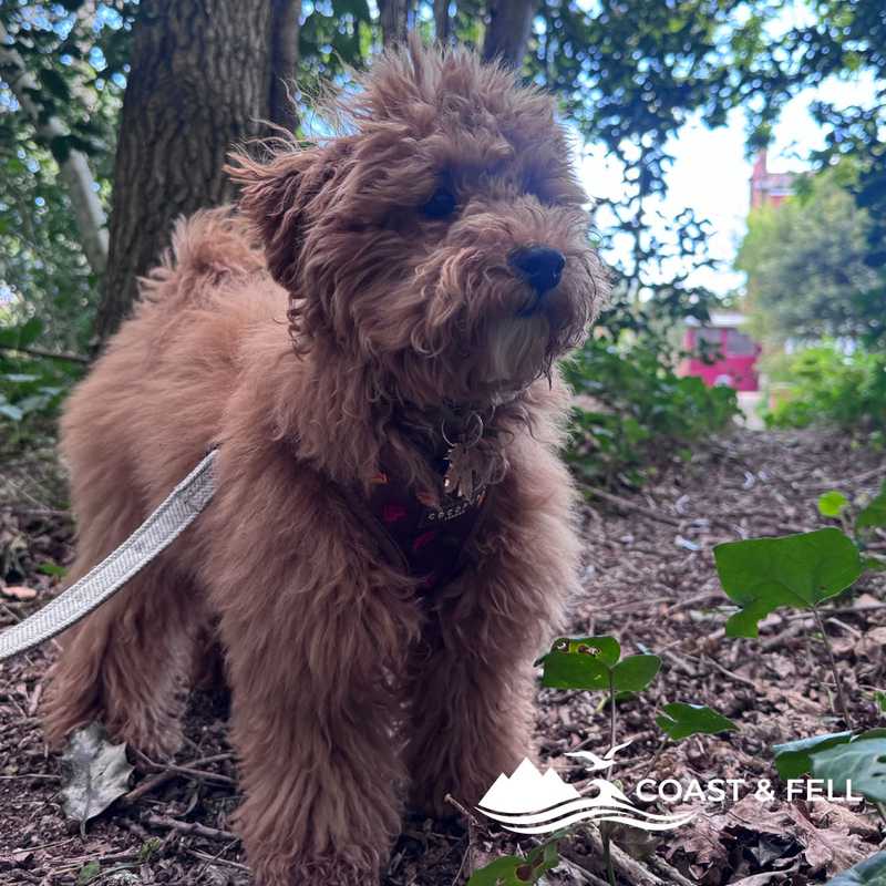 Maple the toy poodle puppy exploring woodland on a walk in Dorset