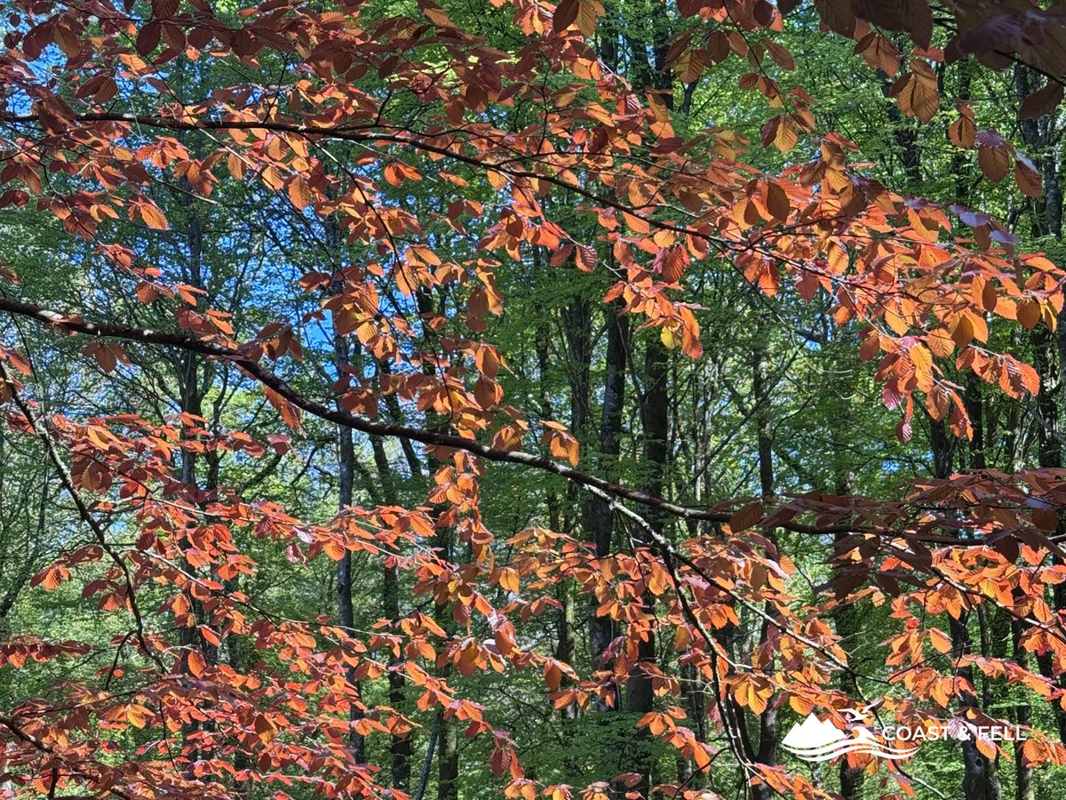 Copper beech tree with vivid orange and red spring foliage against green woodland canopy