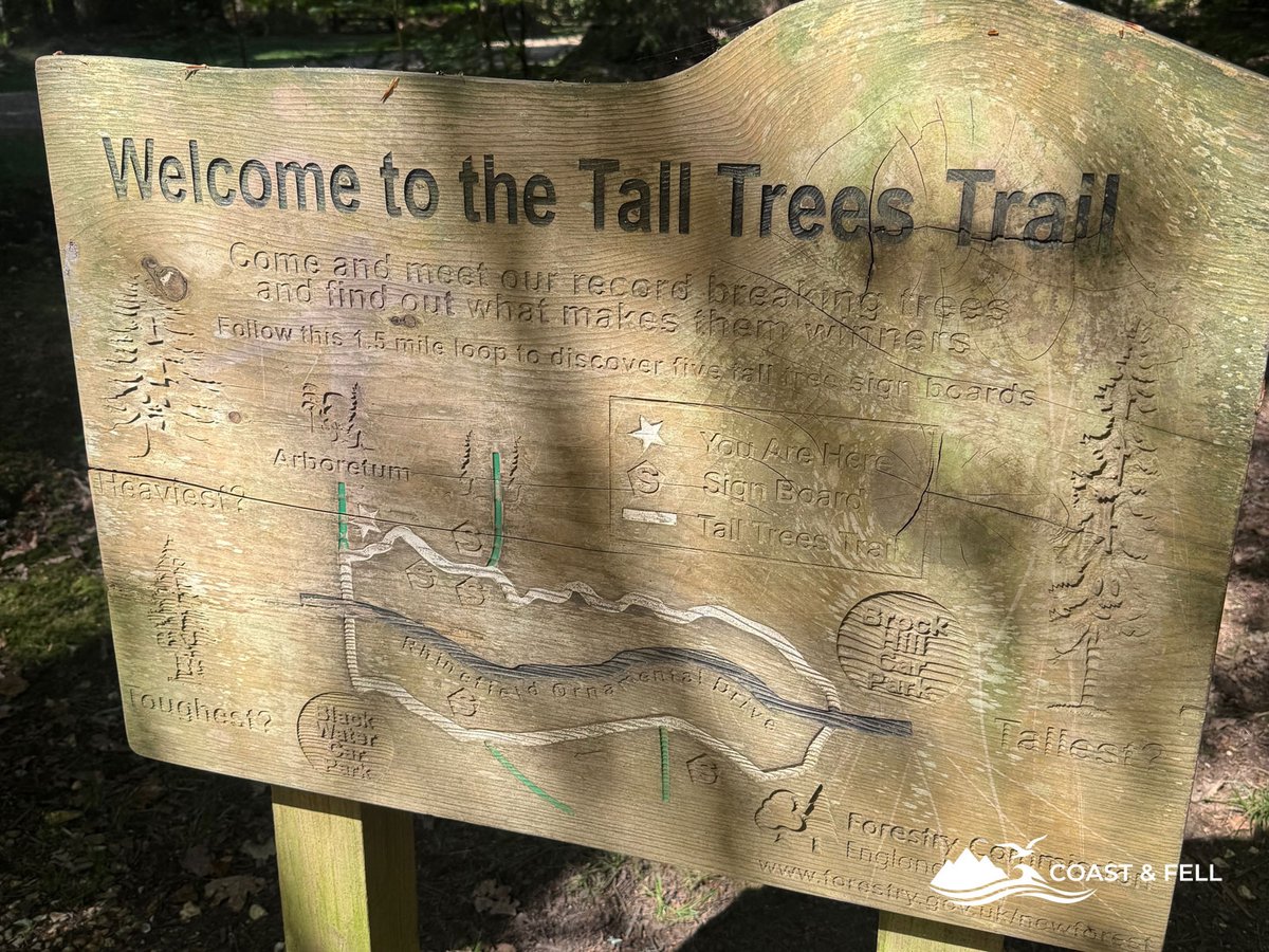 Welcome to the Tall Trees Trail wooden sign by Forestry England in dappled forest light