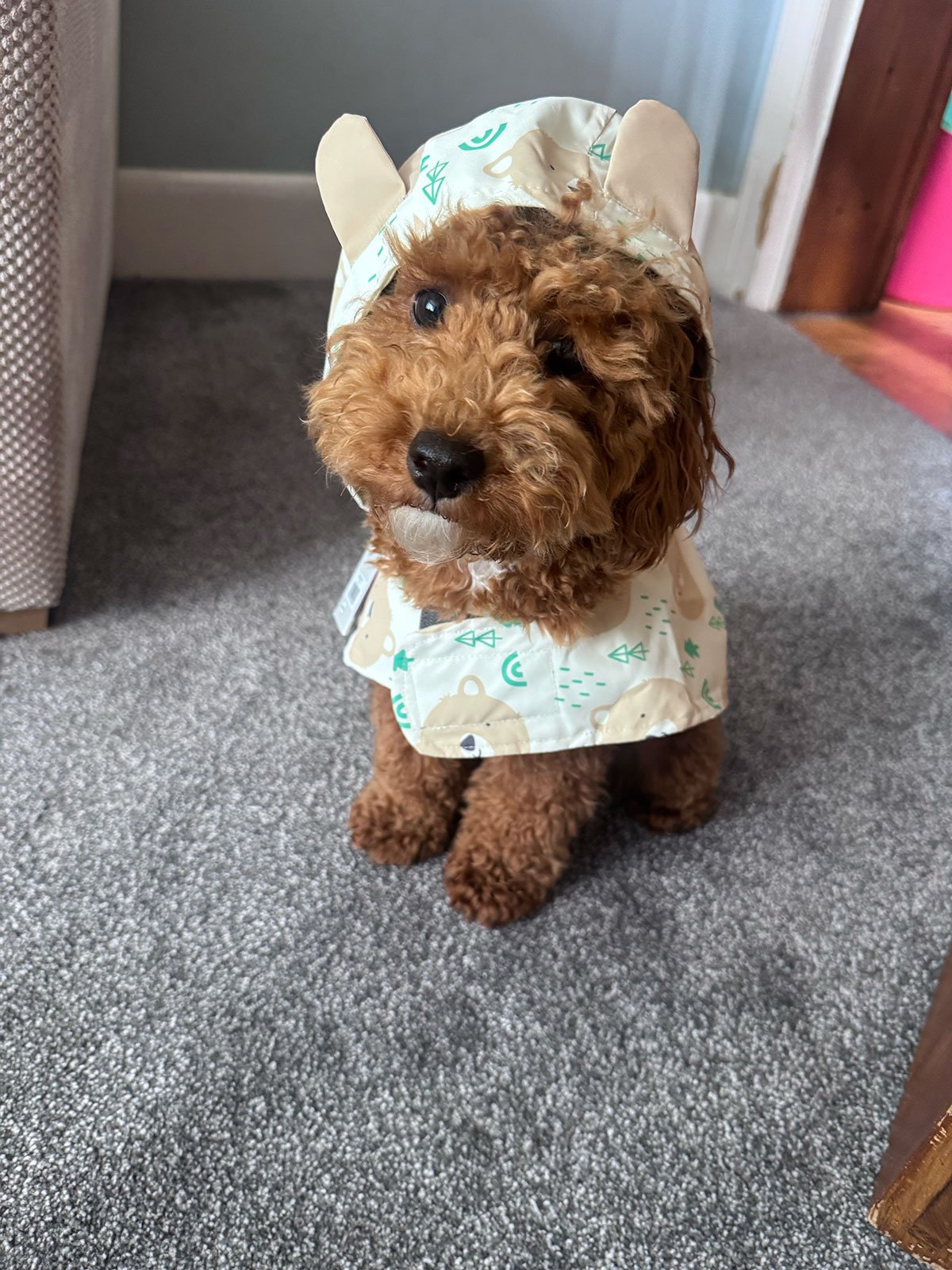 Maple the dog in her new raincoat sitting on the freshly cleaned carpet