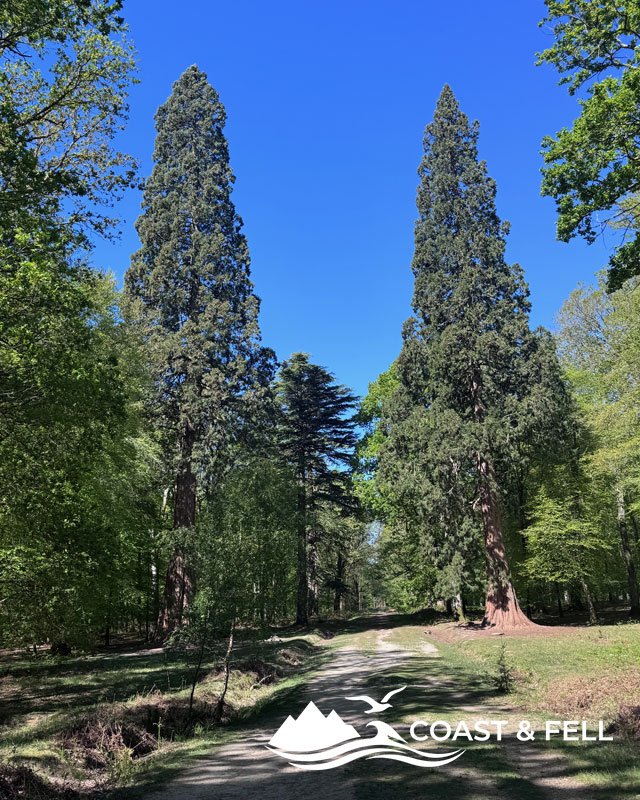 Brockenhurst and the Tall Trees Trail: New Forest circular walk guide