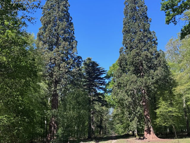 Brockenhurst and the Tall Trees Trail: New Forest circular walk guide