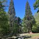 Brockenhurst and the Tall Trees Trail: New Forest circular walk guide
