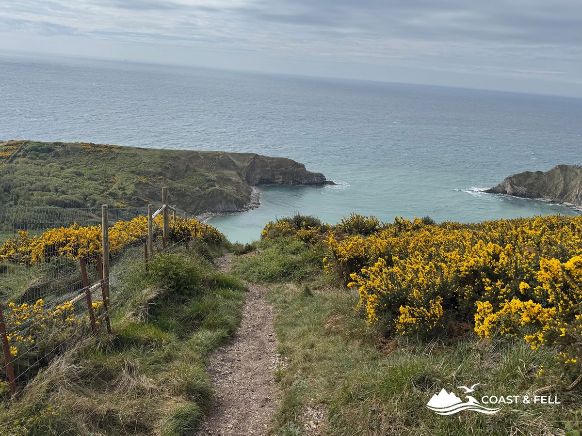 Coast path from Lulworth with spring gorse in full bloom, Jurassic Coast