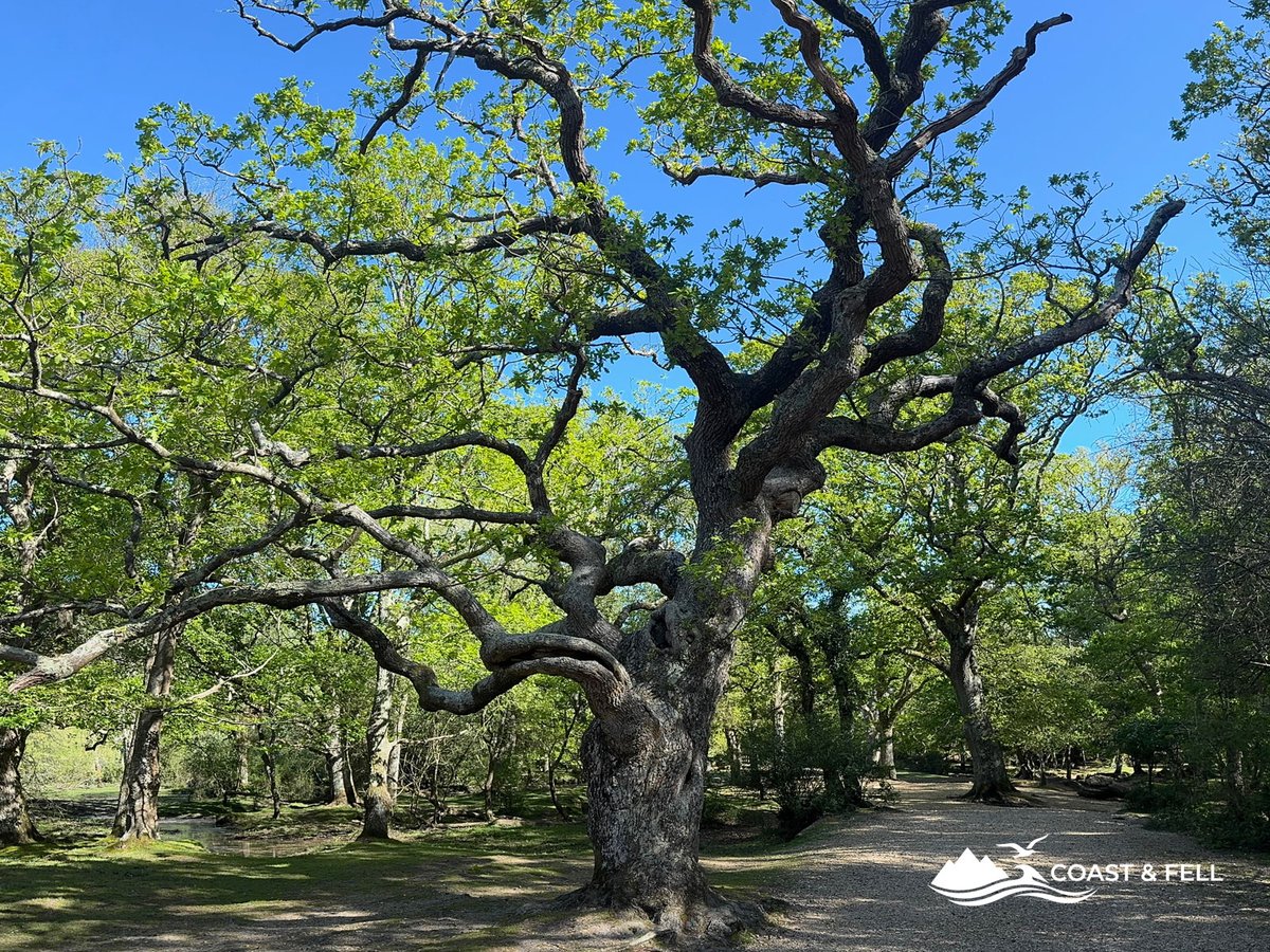 Ancient gnarled oak tree beside a wide gravel path in the New Forest, blue sky above