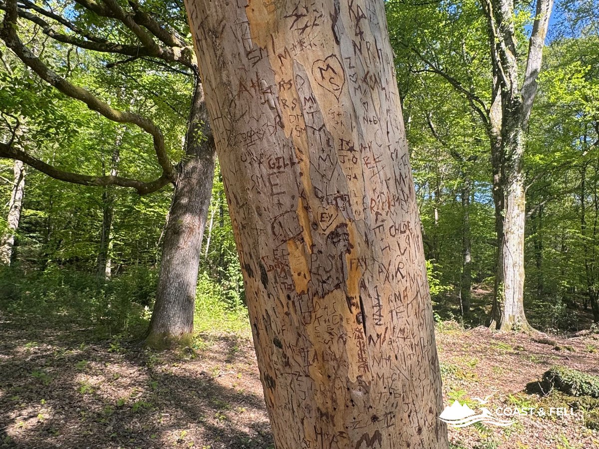 Beech tree trunk covered in carved initials and names, New Forest arboretum