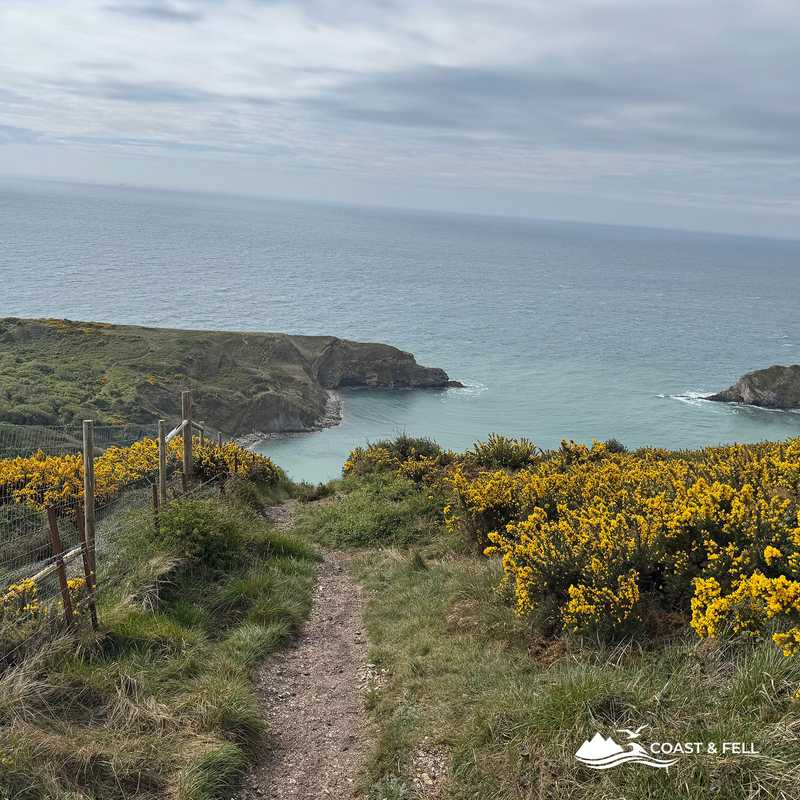 Coast path from Lulworth with spring gorse, Jurassic Coast