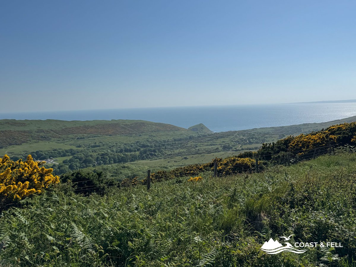 Wide coastal landscape on Jurassic Coast Challenge route with gorse rolling headlands and the English Channel