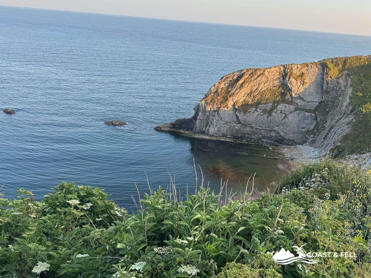 Rocky cove with wildflowers in the foreground warm evening cliff light