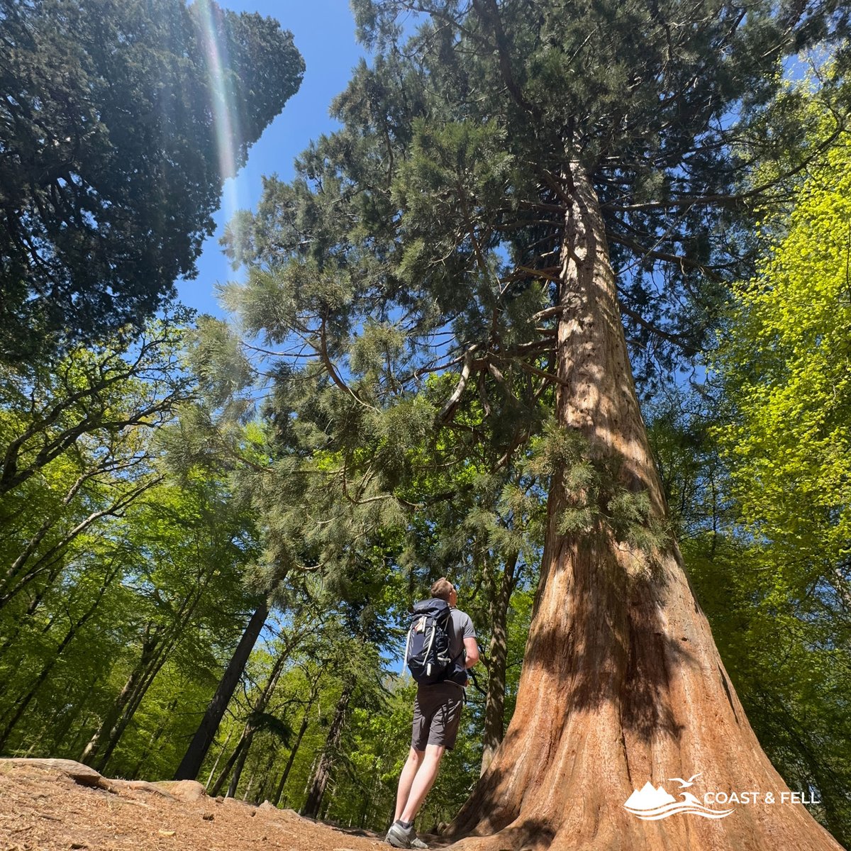 Hiker with Osprey backpack standing at the base of a giant sequoia, looking up at the enormous trunk