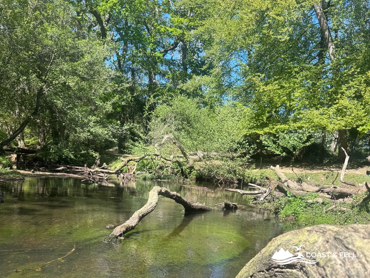 View across the clear Ober Water from a fallen log at the riverside coffee stop, New Forest