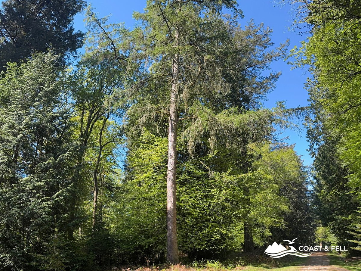 Tall Douglas fir standing beside a wide forest track in the New Forest inclosures