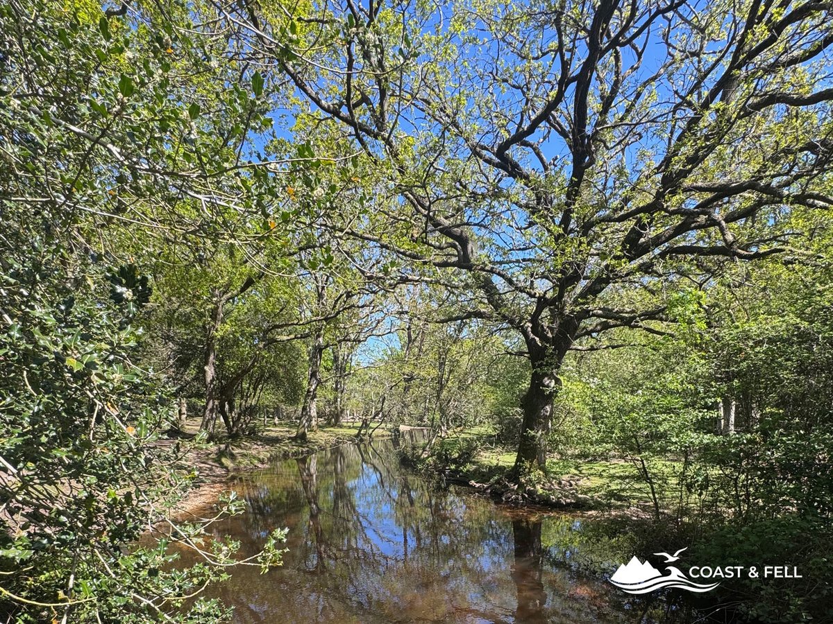 The Ober Water river reflecting oak trees, tannin-brown water in spring light