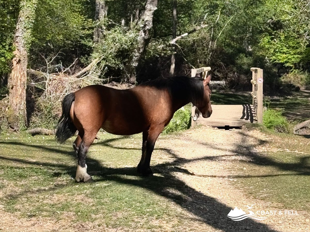 New Forest pony standing on the path beside a wooden footbridge in dappled woodland light
