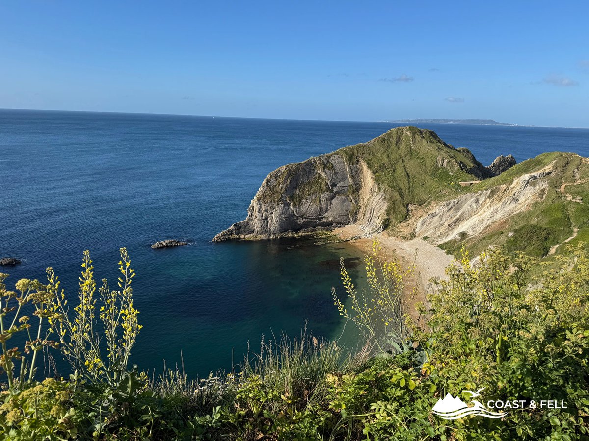 Man o' War Bay from the clifftop with wildflowers in the foreground, Jurassic Coast Dorset